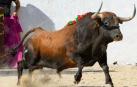 ‘Ciclista’, el toro de Cebada Gago exhibido en la plaza de toros de Tresjuncos (Cuenca)