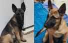 Imágenes de los dos cachorros encontrados en Puente la Reina