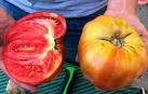 Tomate feo de Tudela