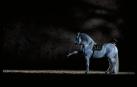 Imagen de uno de los números del espectáculo "Cómo Bailan los Caballos Andauces"