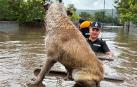 Los equipos de emergencia transportan a un perro sobre una puerta de madera en la localidad de Cudalbi, inundada tras las lluvias del temporal 'Boris'