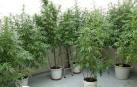 marihuana
