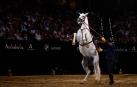 Fotos del espectáculo 'Cómo bailan los caballos andaluces' en el Navarra Arena./