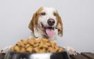 Un perro frente a un plato con comida