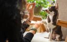 Alimentos comunes pueden ser daniños para tu perro