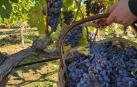 Las bodegas y viticultores de la Denominación de Origen Navarra han recogido 43 millones de kilos de uva