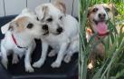 Los hermanos Pablo y Patxi, y la perrita Triky