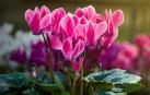 Ciclamen en rosa