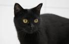 Los carneros, los cabritos, las gallinas, los conejos o los gatos negros son los animales más usados para estos ritos