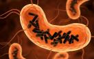 Recreación de bacterias intestinales (células en color naranja) infectadas por Obeliscos (varillas negras)