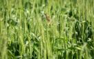 Un pájaro en un campo de cereal