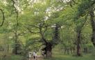 Bosques