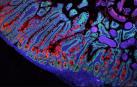 Imagen que muestra las células del intestino delgado humano