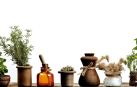 Varios tipos de plantas