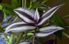 Colores metalizados en la Tradescantia