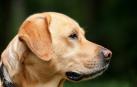 Perro labrador