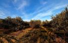 Paisaje de olivos.