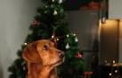 Un perro pide comida delante un árbol de Navidad