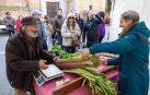 Corella tiene en el cardo rojo el producto más emblemático de su huerta. Un producto que ayer fue exaltado como merece durante una jornada festiva que contó con actividades para todos los gustos.
El programa comenzó con la apertura de un mercado donde los presentes pudieron adquirir este preciado alimento a un precio que rondó los 12 euros por unidad. Además, los puestos de venta despacharon otras verduras como coliflor, borraja, puerro o zanahoria.
Como para conocer las bondades de un alimento no hay mejor modo que probarlo, la plaza de los Fueros acogió una degustación de cardo rojo con maridaje de vinos de varias bodegas locales.
Previamente, la Asociación de Mujeres y Hombres El Crucero llevó a cabo un taller de pelado y preparación de cardo.
Los niños, protagonistas
La jornada sirvió también para celebrar distintas actividades de concienciación medioambiental y alimentaria. Así, vecinos y visitantes de todas las edades pudieron participar en un espectáculo de títeres que divulgó la importancia de comer verdura o en una ginkana sobre reciclaje
Este carácter infantil de la fiesta tuvo su expresión máxima en la celebración del Concurso Master Chef  Verduras en el que los participantes, de entre 3 y 12 años, elaboraron distintos platos con el cardo rojo como protagonista. Cada uno de estos ‘minichefs’ recibió como premio un bono de 10 euros para la compra de material escolar en el comercio local.
Además, los asistentes a la fiesta pudieron participar en varias visitas al conjunto histórico-artístico de Corella y al Museo de Arte Sacro ofrecidas por la Asociación de Guías de la ciudad
