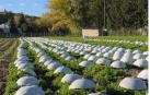 Un campo de escarolas en la Magdalena, con sus característicos gorros blancos