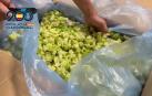 Cajas de brócoli en la que iba camuflada la droga
