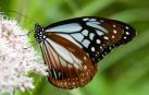 Ejemplar de mariposa tigre castaño (Parantica sica)