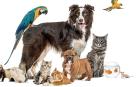 En el caso de los perros -la mascota más abundante en España- la pérdida del interés por el animal es la segunda causa de abandono