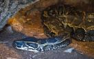 Pitón de Seba (Python sebae)