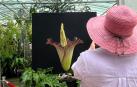 Una mujer fotografía la 'flor cadáver' en el Jardín Botánico Nacional de Australia