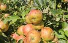 Un racimo de manzanas en un árbol dañadas por el pedrisco