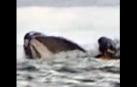 Momento en el que la ballena se traga al joven venezolano