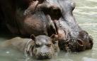 Fotografía de archivo fechada el 13 de agosto de 2014 de una cría de hipopótamo junto a su madre en el zoológico Santa Fe, en Medellín (Colombia)