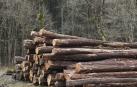 La ayuda prevé dar un valor añadido a la madera