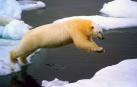 Un oso polar salta de un bloque de hielo a otro en aguas del Océano Ártico