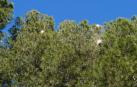 Pinos con procesionaria