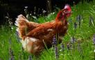 La moda de tener gallinas se extiende también a los centros escolares