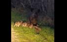 Una familia de jabalíes, con una decena de crías, en la ribera del río Alhama en Corella