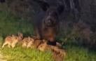 Una familia de jabalíes, de paseo por Corella