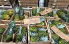Cajas de piñas en las que se camuflaba la droga