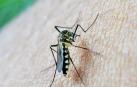 La fiebre del Nilo Occidental se transmite por los mosquitos del género Culex