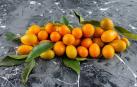 Kumquat