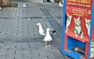 Gaviotas en Estambul que han aprendido a maullar para pedir comida de gato