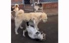 El perro líder de la perrera tranquiliza a otro que había iniciado una pelea