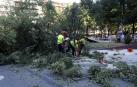 El 23 de agosto de 2023, un árbol se desplomó en el paseo de Sarasate de Pamplona