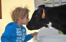 El bienestar de las vacas es la mayor prioridad de Lacturale.