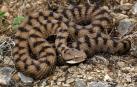 Víbora áspid (vipera aspis) es la más venenosa de los tres tipos de víboras presentes en España