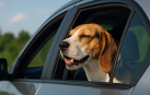 Un perro saca la cabeza por la ventanilla del coche
