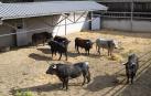 Cebada Gago ha llegado con 7 toros de cara al encierro y corrida del 8 de julio