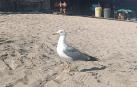 Gaviota en una playa

Gaviota en una playa

Gaviota en una playa