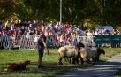 Primera edición de 'Autentika', feria de razas autóctonas de Navarra. Demostración de perro pastor vasco
